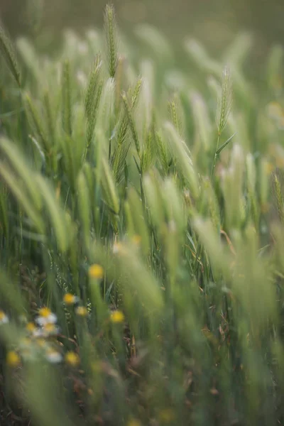 Vacker Närbild Gräs — Stockfoto