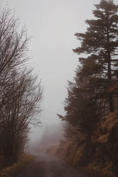 Bosque Día Niebla Paisaje Bosque Místico Cubierto Niebla Camino Bosque —  Fotos de Stock