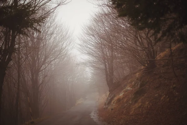 Forest Foggy Day Landscape Mystical Forest Covered Fog Road Forest — Stock Photo, Image