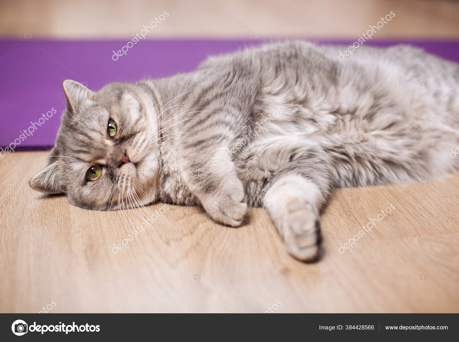 Kucing Gemuk Berbaring Tempat Latihan Mat Kucing Liar Abu Abu Stok Foto C Cristan 384428566