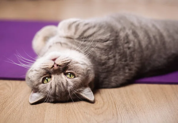 Fat cat is lying on the workout Mat. Gray scottish straight cat is lying on the floor. Concept of isolation during the coronavirus epidemic and fitness training at home.