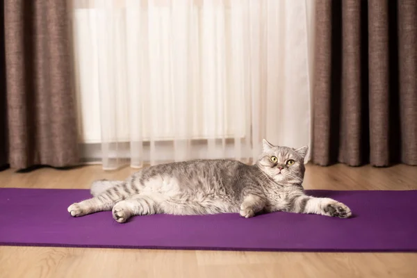 Fat cat is lying on the workout Mat. Gray scottish straight cat is lying on the floor. Concept of isolation during the coronavirus epidemic and fitness training at home.