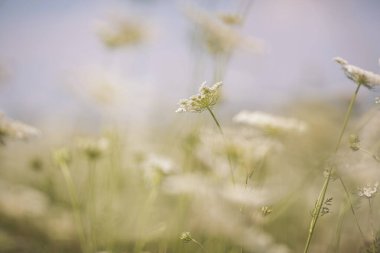 Güzel beyaz kır çiçekleri bir yaz gününde. Yaz mevsiminde Alp çayır bitkisi.