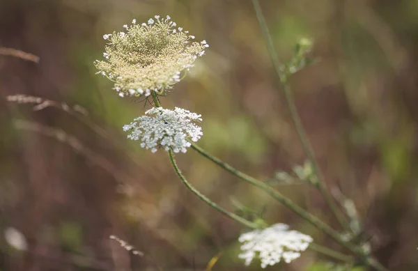 Schöne Wildblumen Einem Sommertag Vegetation Der Almwiesen Sommer — Stockfoto