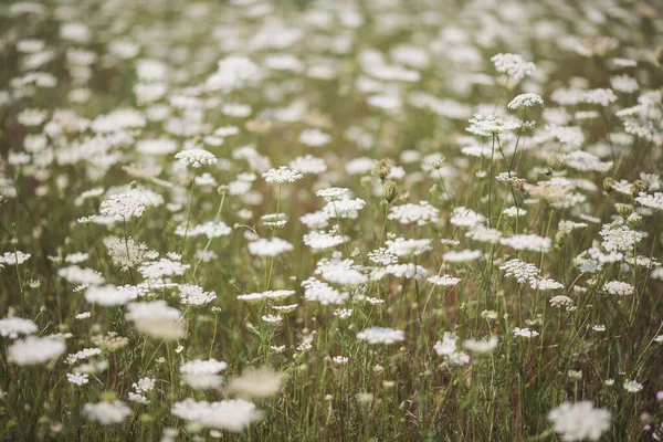 Hermosas Flores Silvestres Blancas Día Verano Vegetación Prados Alpinos Verano —  Fotos de Stock