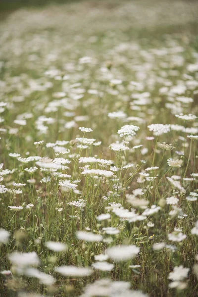 Hermosas Flores Silvestres Blancas Día Verano Vegetación Prados Alpinos Verano —  Fotos de Stock
