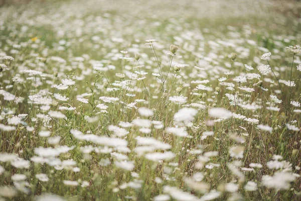 Belas Flores Silvestres Brancas Dia Verão Vegetação Prados Alpinos Verão — Fotografia de Stock