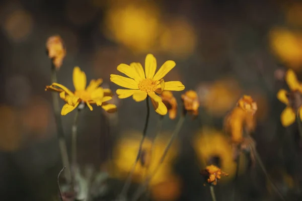 Flores Amarillas Manzanilla Hermosas Flores Del Prado Profundidad Campo Superficial —  Fotos de Stock