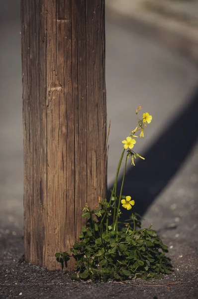 Wild Yellow Flower Grows Edge Road Alone Flower City Fight — Stock Photo, Image