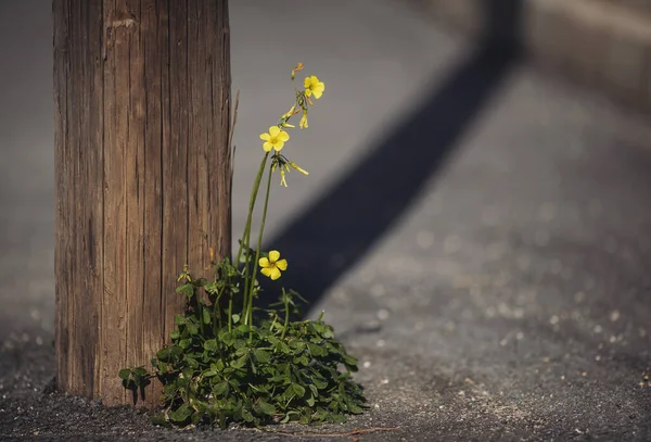 Wild Yellow Flower Grows Edge Road Alone Flower City Fight — Stock Photo, Image