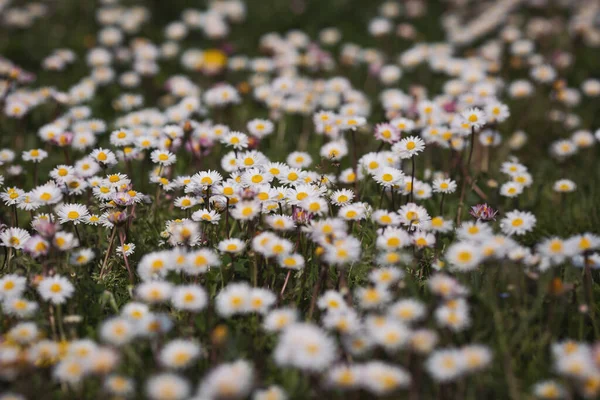 Meadow Daisy Flowers Bellis Perennis Beautiful White Wildflowers Summer Day — Stock Photo, Image