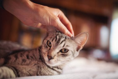 Şirin gri kedi yavrusu oturma odasındaki bir kanepede uzanıyor ve bir erkeğin elleriyle okşanıyor. Sarı gözlü sevimli bir kedinin portresi. Evcil hayvan. Evin içindeki sevimli kedi yavrusu..