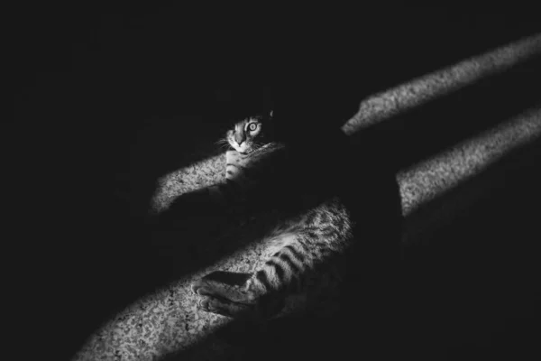 Black and white low key Portrait of a adorable Bengal cat sitting on a floor. Cute cat looking up from shadow. One side of the animal\'s face is in shadow. Strong light and shadows of her body.