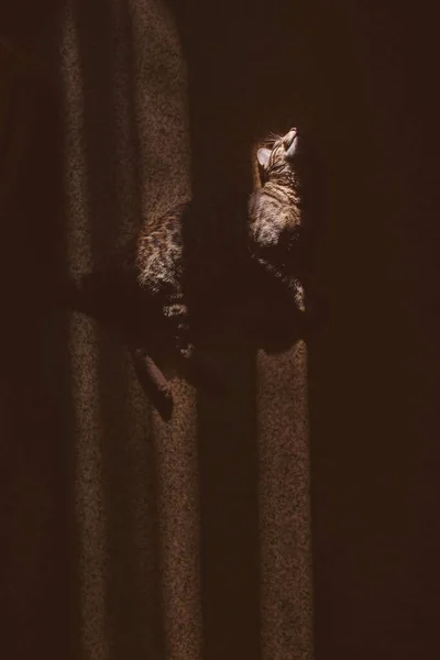Portret Uroczego Bengalskiego Kota Leżącego Podłodze Słodki Kot Patrzący Górę — Zdjęcie stockowe