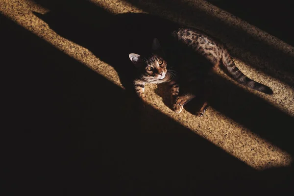 Portrét Rozkošné Bengálské Kočky Sedící Podlaze Cute Cat Dívá Shadows — Stock fotografie