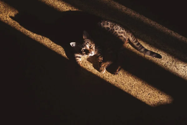 Портрет Очаровательной Бенгальской Кошки Сидящей Полу Милый Кот Выглядывающий Шрамов — стоковое фото