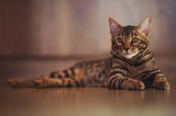 Portrét Rozkošné Bengálské Kočky Sedící Podlaze Domácí Zvíře Roztomilá Kočička — Stock fotografie