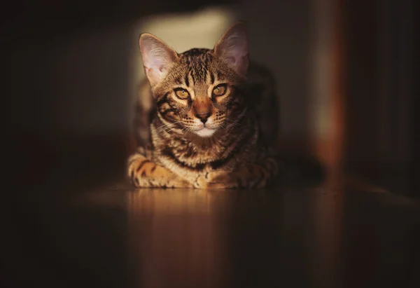 Portrét Rozkošné Bengálské Kočky Sedící Podlaze Cute Cat Dívá Shadows — Stock fotografie