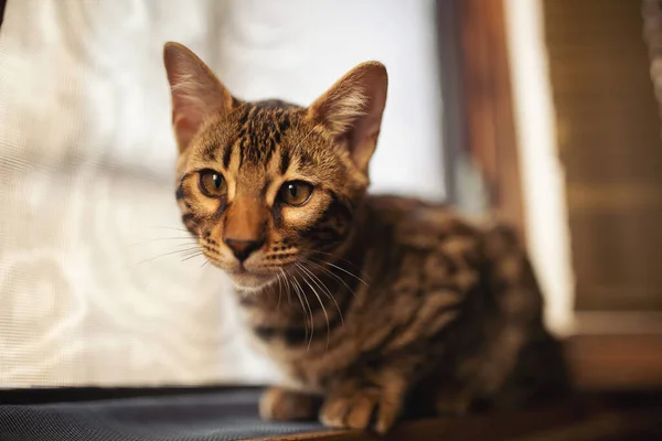 Portret Van Een Schattige Bengaalse Kat Die Vloer Zit Huisdier — Stockfoto