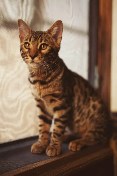 Portré Egy Imádnivaló Bengáli Macskáról Aki Földön Háziállat Aranyos Cica — Stock Fotó