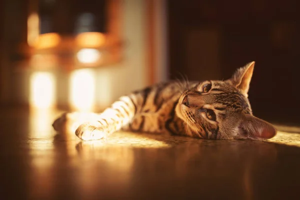 Retrato Adorável Gato Bengala Sentado Chão Animal Doméstico Gatinho Giro — Fotografia de Stock