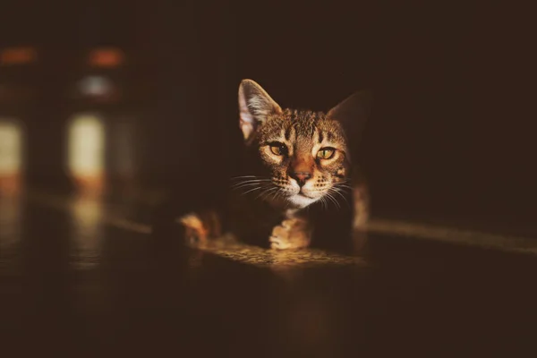 Yerde oturan sevimli Bengal kedisinin portresi. Gölgeler 'den yukarı bakan sevimli bir kedi gibi. Vücudunun güçlü ışığı ve gölgeleri. Evcil hayvan. Şirin kedicik. Kedi ev hayvanı..