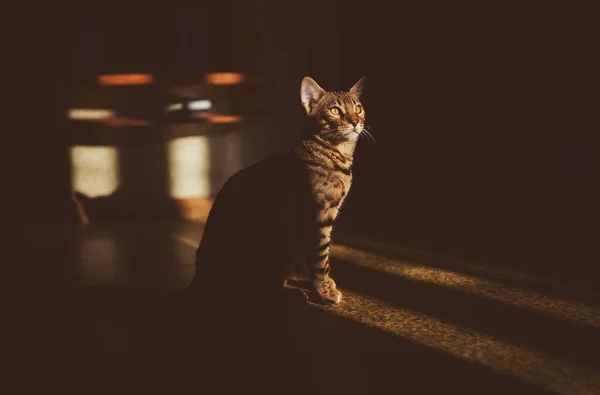 Portré Egy Imádnivaló Bengáli Macskáról Aki Földön Macska Felnéz Borotvákból — Stock Fotó