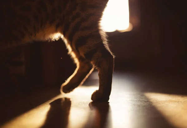 Las Patas Del Gato Luz Del Sol Las Patas Gato —  Fotos de Stock