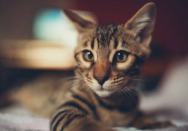 Porträt Einer Entzückenden Bengalischen Katze Die Auf Einem Fußboden Sitzt — Stockfoto