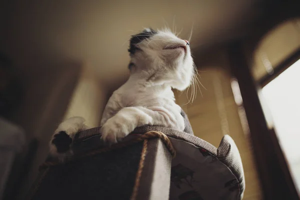 Porträt Einer Entzückenden Katze Die Aus Dem Fenster Schaut Blick — Stockfoto