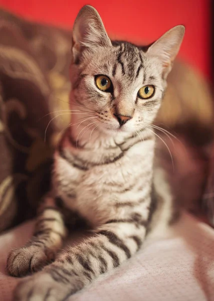 귀여운 고양이가 거실의 소파에 귀여운 고양이의 집안에서 기르는 귀여운 고양이과 — 스톡 사진