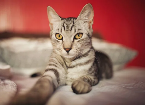 Das Niedliche Graue Kätzchen Liegt Auf Einem Sofa Wohnzimmer Porträt — Stockfoto