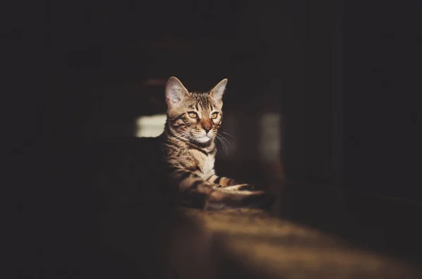Portrét Rozkošné Bengálské Kočky Sedící Podlaze Cute Cat Dívá Shadows — Stock fotografie