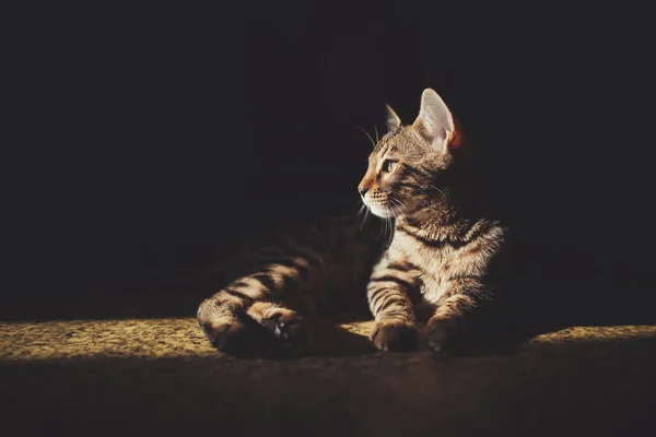 Retrato Adorável Gato Bengala Sentado Chão Cute Cat Está Olhar — Fotografia de Stock