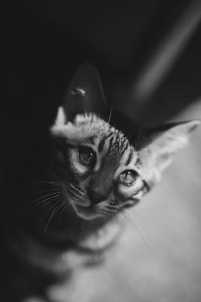 Schwarz Weißes Porträt Einer Entzückenden Bengalischen Katze Die Auf Einem — Stockfoto