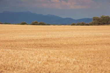 Dengesiz bir gökyüzü altında uzanan altın tarlalar uzak dağların yakınlarındaki kırsal manzaraların güzelliğini gözler önüne seriyor.