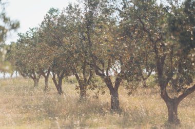 Zeytin ağaçları, sakin bir kırsal alanda öğleden sonranın altın gün ışığında güneşlenirler.