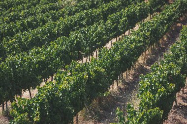 Gelişmekte olan üzüm bağları altın güneş ışığında gelişir ve öğleden sonra bir üzüm bağında sakin bir atmosfer yaratır. Doğanın cömertliğinin keşfi ve takdirine davetiye çıkarır.