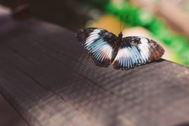 Güneşli bir öğleden sonra, canlı bir bahçede, ahşap bir yüzeyde dinlenen renkli bir kelebek.