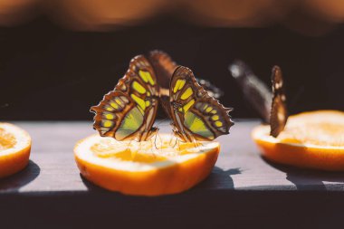 Güneşli bir öğleden sonra, portakal dilimlerine tünemiş renkli kelebekler doğanın güzelliğini büyülediler.