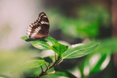 Kelebek, güneşli bir öğleden sonra güneşli bir bahçede, doğal ışık altında yeşil bir yaprağın üzerinde dinleniyor.