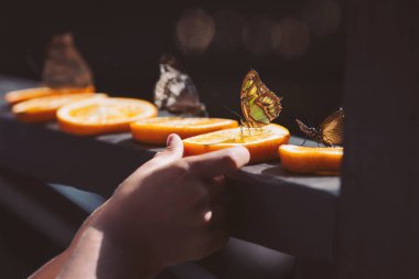 Güneşli bir öğleden sonra, portakal dilimlerine tünemiş renkli kelebekler doğanın güzelliğini büyülediler.