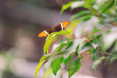 Renkli kelebek, güneşli bir bahçede canlı yeşil yapraklar arasında zarif bir şekilde çırpınır.