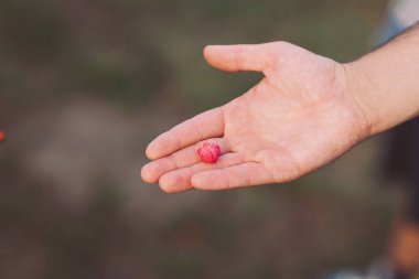 Sabahın erken saatlerinde sakin bir bahçede bulanık yeşil bir arkaplan karşısında küçük kırmızı bir çiçeği avucunun içinde tutmak.
