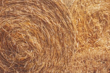 Sıcak güneş ışığı, yaz sonlarında sakin bir öğleden sonra kırsal alanda huzur içinde dinlenen altın saman balyalarını yıkıyor.
