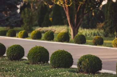 Rolling greens line a quiet pathway in a serene park during the golden hour, inviting a stroll through natures beauty and calm