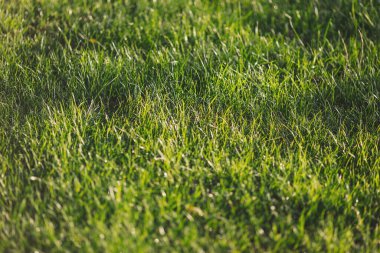 Bereketli yeşil çimenler sıcak güneş ışığında parıldıyor huzurlu bir öğleden sonra, canlı bir park ortamında.