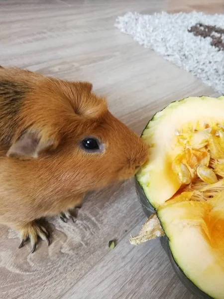 Pet, porcellino d'India mangia zucca. Foto ravvicinata di un roditore. Colore rosso autunno per lo sfondo di design, modello, banner . — Foto Stock