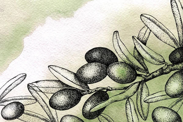 Realistic illustration of black and green olives branch isolated on watercolor background. Hand drawn graphic. Design for olive oil, natural cosmetics, health care products.