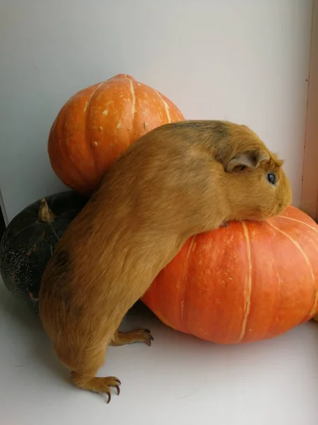 Pet, porcellino d'India mangia zucca. Foto ravvicinata di un roditore. Colore rosso autunno per lo sfondo di design, modello, banner . — Foto Stock